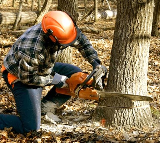 Tree Removal in Brady, TX